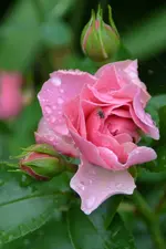 Rose_5880.webp