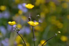 Auf der Wiese_4127.webp