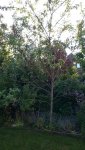 464081d1433959046-rosis-garten-20150610_195206.jpg