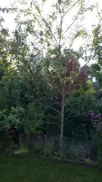 464081d1433959046-rosis-garten-20150610_195206.webp