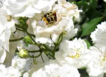 IMG_1358-001.webp