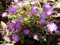 Delosperma.webp