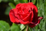 Rose_0019.JPG