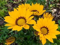 DSCF9363.webp