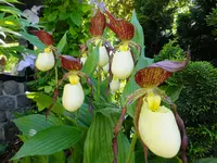 DSCF9365.webp