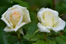 Rose_5842.webp