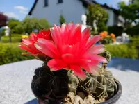 DSCF9372.webp