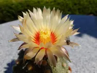 DSCF9386.webp
