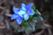 Steinsame_3328.webp