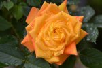 Rose_0012.JPG