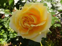 DSCF9413.webp