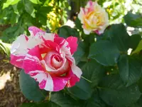 DSCF9419.webp