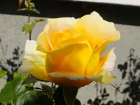 DSCF9417.webp