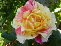 DSCF9423.webp