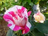 DSCF9450.webp