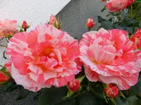 DSCF9499.webp