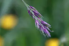 DSC_3995.webp