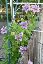 Clematis Piilu_5500.webp
