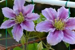 Clematis Piilu_5501.JPG