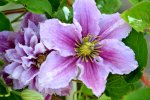 Clematis Piilu_5502.JPG