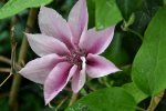 Clematis Pink Fantasy_5505.JPG