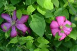 Clematis UNBEKANNT_5504.JPG