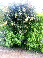 2015-06-10 Blutpflaume 2.webp