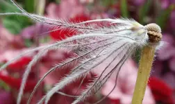 white (27).webp
