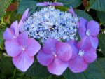 IMG_6635v.JPG