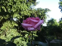BILD4080.webp