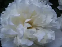 BILD4095.webp