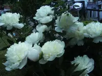 BILD4094.webp