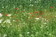 DSCF1316 (2).webp