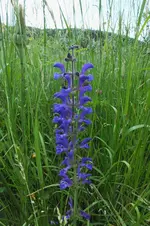 DSCF1331 (2).webp