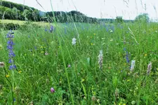 DSCF1334 (2).webp