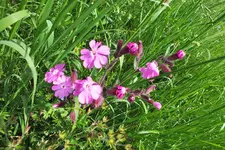 DSCF1335 (2).webp