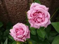 k-P1090425.webp
