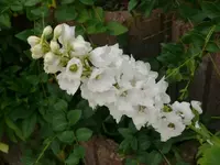 k-P1090426.webp