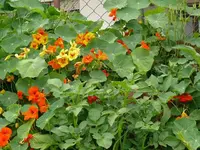 k-P1090427.webp