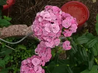 k-P1090430.webp