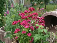 k-P1090457.webp