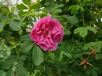 k-P1090464.webp