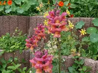 k-P1090471.webp