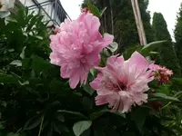 k-P1090477.webp