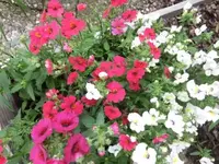 Bilda003.webp