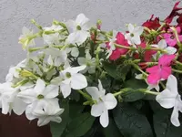 Bilda013.webp