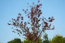 Blutpflaume 23102011.webp