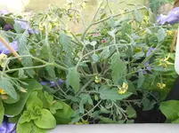 DSCN2539.webp