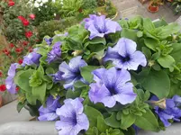DSCN2538.webp