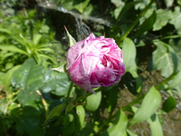 P1420637.webp